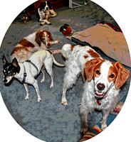 maggie with 3 britts