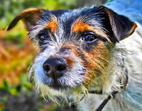 Terrier 221