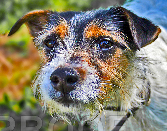 Terrier 221