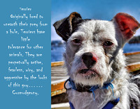 Terrier Poster 11 x 14
