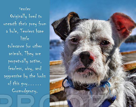 Terrier Poster 11 x 14