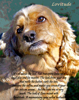 lovitude poster 11 x 14