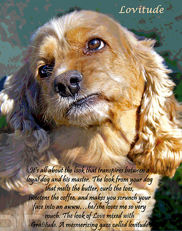 lovitude poster 11 x 14