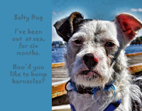 Salty Dog