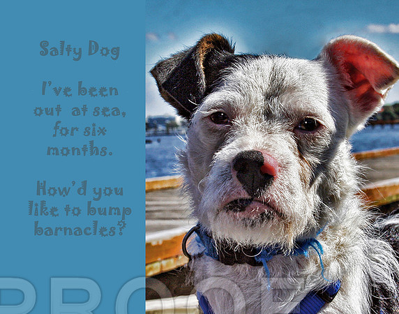 Salty Dog