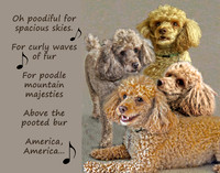 poodle poster with musical....
