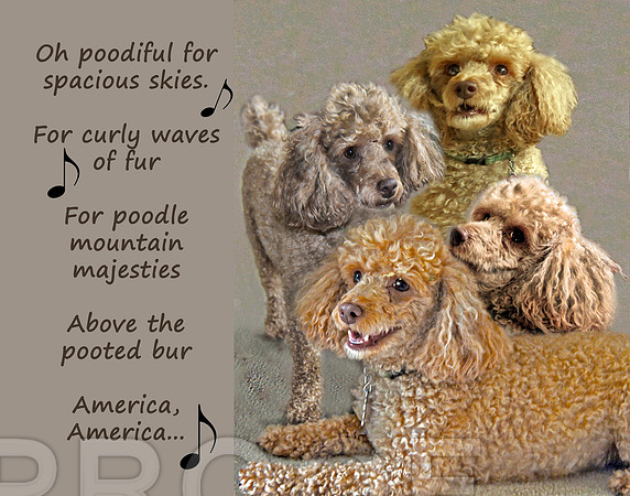 poodle poster with musical....