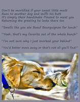 Dog sniffing rear end