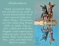 chi chi mini