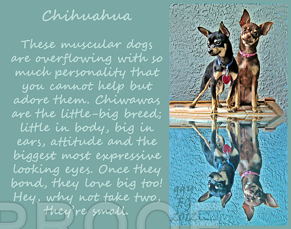 chi chi mini