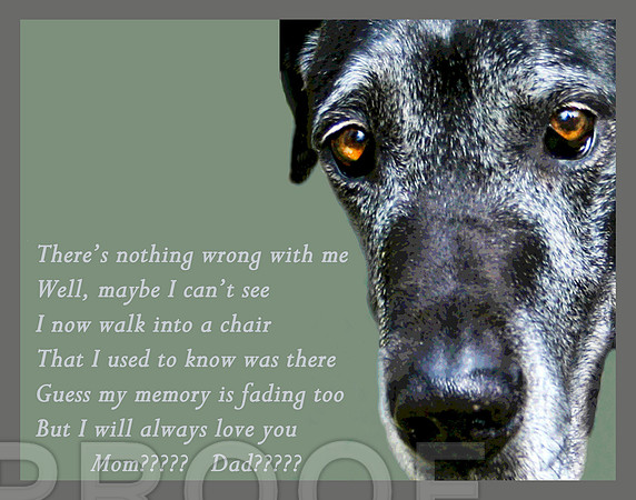 older dog poster