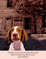 dog, Brittany