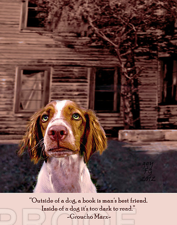 dog, Brittany