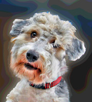 toby 185