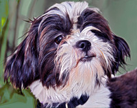 Stui 1 ADOPTED!