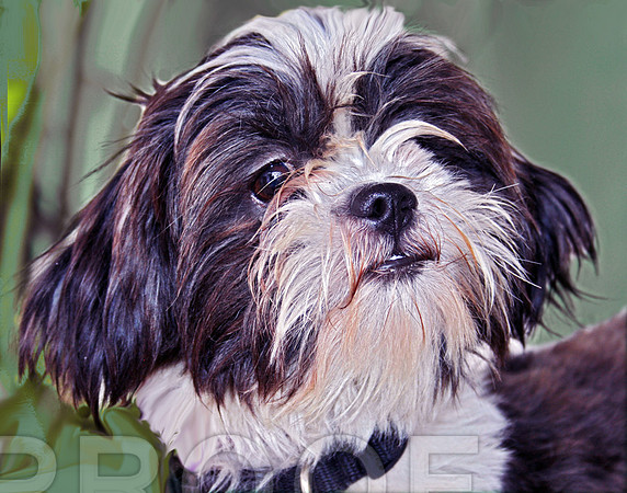 Stui 1 ADOPTED!
