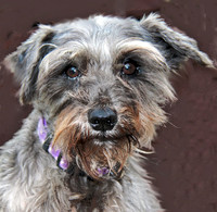 shirlee 159