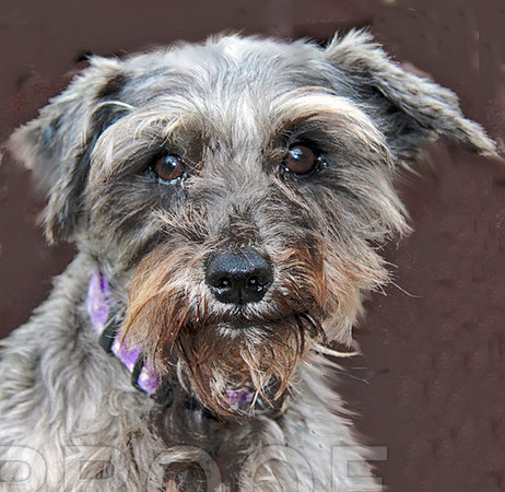 shirlee 159
