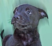 yoshi 152 (2) ADOPTED!