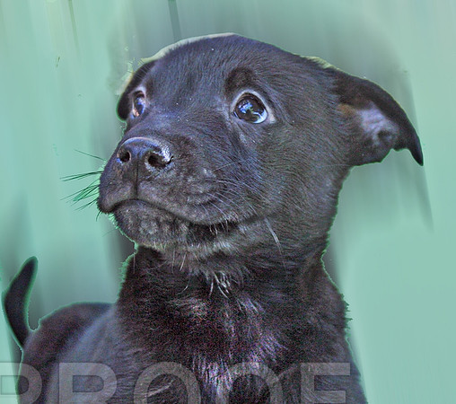 yoshi 152 (2) ADOPTED!