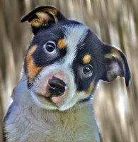 whopper 107 ADOPTED!