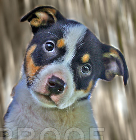 whopper 107  ADOPTED!