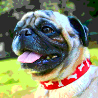 Pug 159