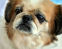 Pom Peke