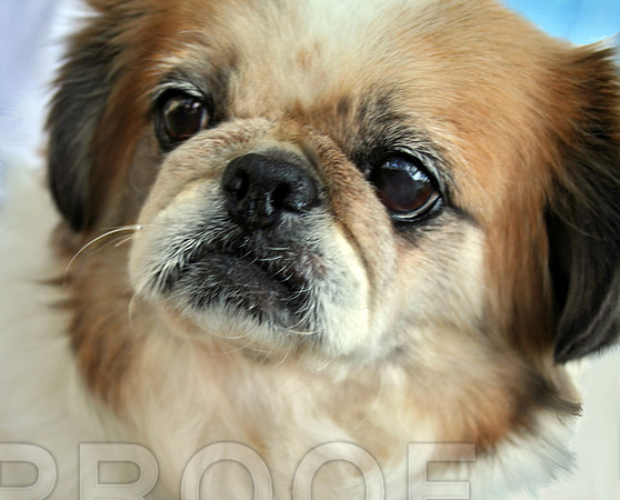 Pom Peke