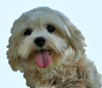 Furrier Puppy
