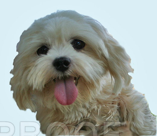 Furrier Puppy