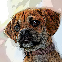 Puggle 354