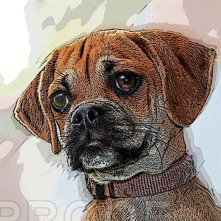 Puggle 354