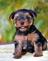 Sit Puppy Sit K 8 x 10 243