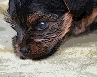 Sniffs N 10 x 8 208