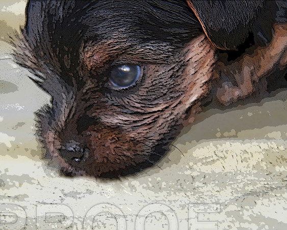 Sniffs N 10 x 8 208