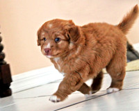 Goin' for a Walk T 127