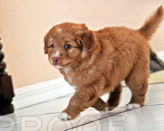 Goin' for a Walk T 127