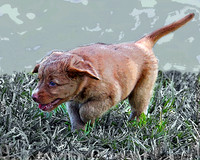 Hunting Puppy 116