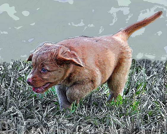 Hunting Puppy 116