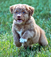 Toller ready to go