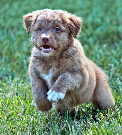 Toller ready to go