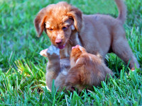 Tollers sim 2 265