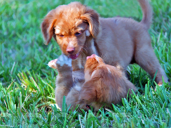 Tollers  sim 2 265