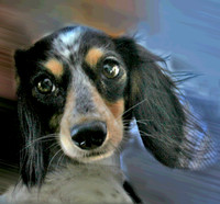 Velvet 1 ADOPTED!