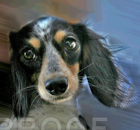 Velvet 1 ADOPTED!