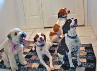 Four dogs being good