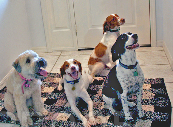 Four dogs being good