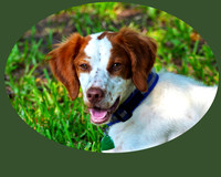 Tootsie 027
