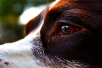 Eye in Profile 19